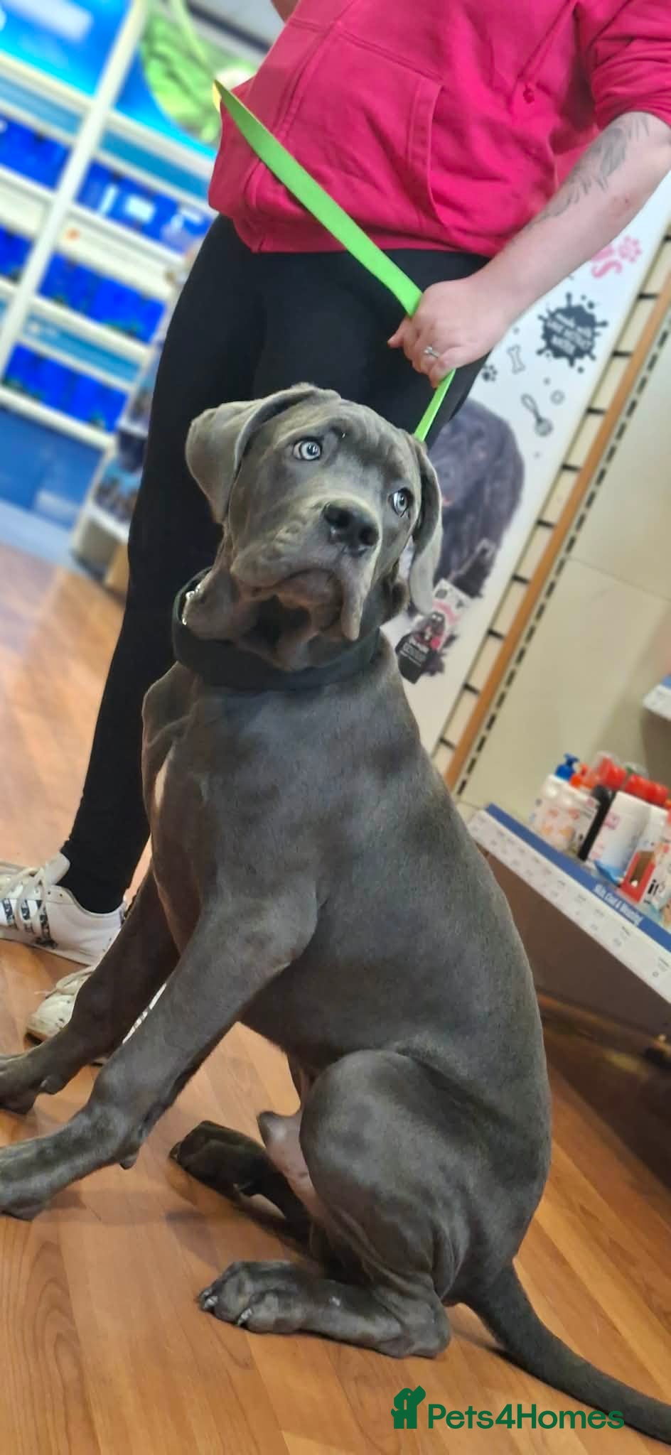 Cane Corso dogs Full breed Cane Corso - Advert 15