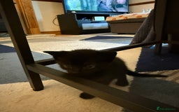 British Shorthair cats for sale: 7 kittens short hair - Image 5