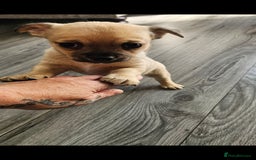 Chihuahua dogs for sale: Chihuahua puppies looking for their Forever Homes  - Image 12