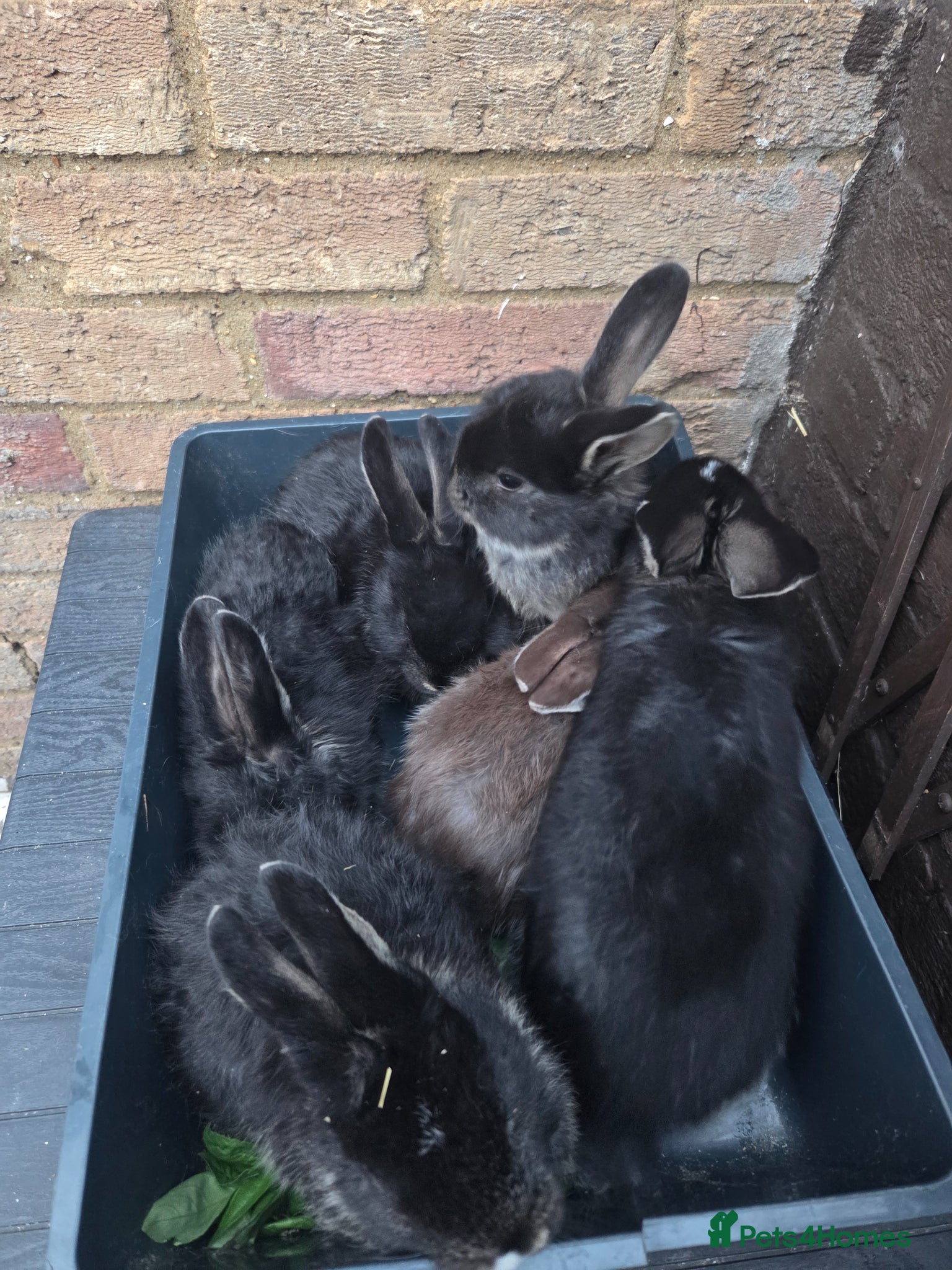 Mixed Breed rabbits Beautiful bundles - Advert 11