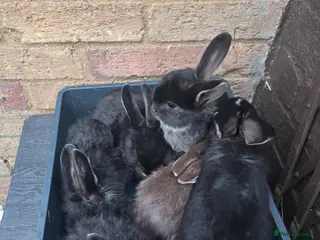 Mixed Breed rabbits Beautiful bundles - Advert 11