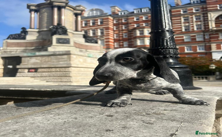 Dachshund dogs - Advert 3