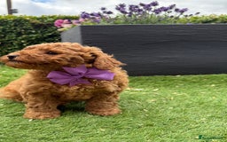 Poochon dogs for sale: Poochon puppies READY TO LEAVE 🐶  - Image 8