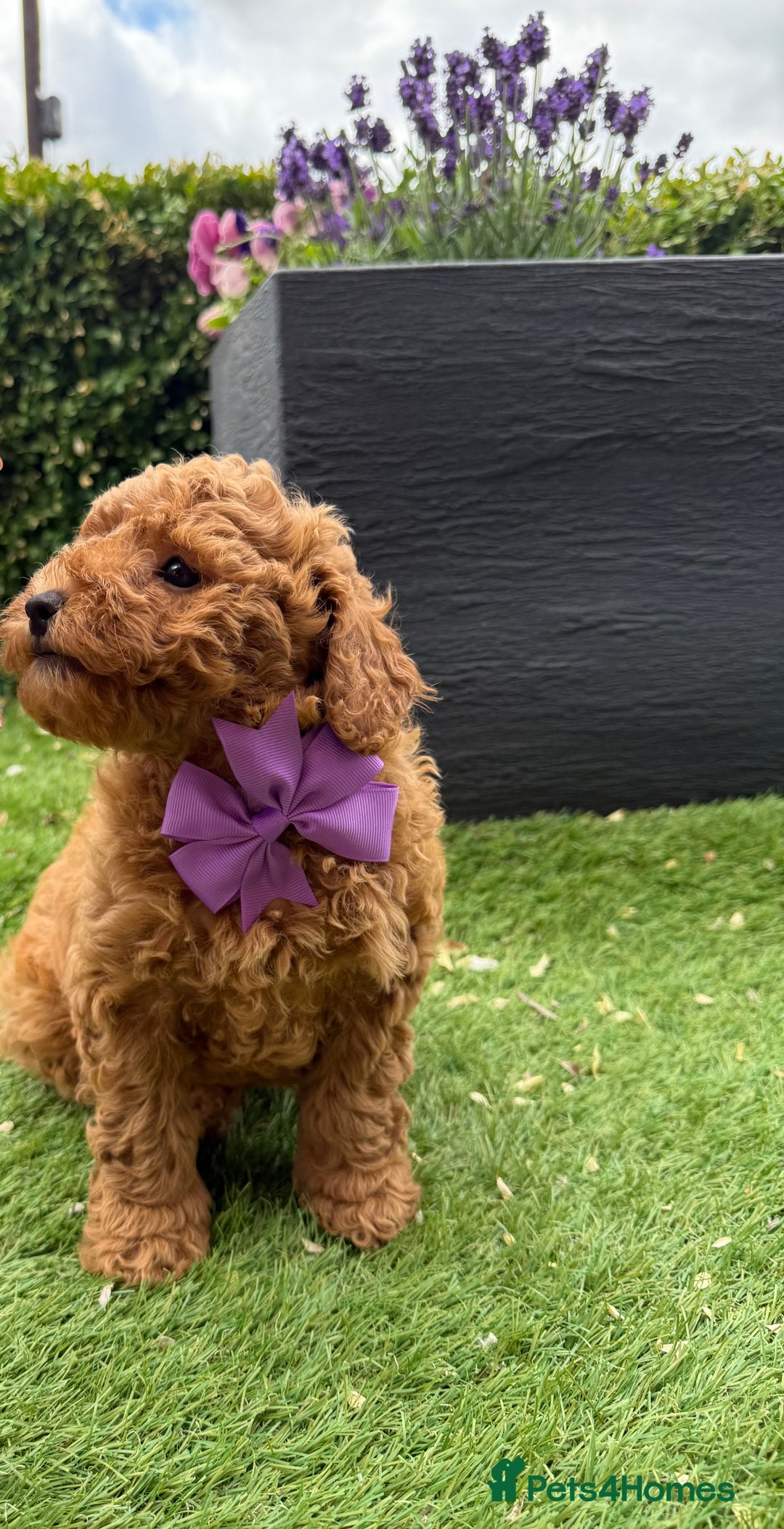 Poochon dogs for sale: Poochon puppies READY TO LEAVE 🐶  - Image 8