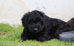 Cavapoochon dogs for sale: Beautiful Cavapoochon puppies for sale - Image 6