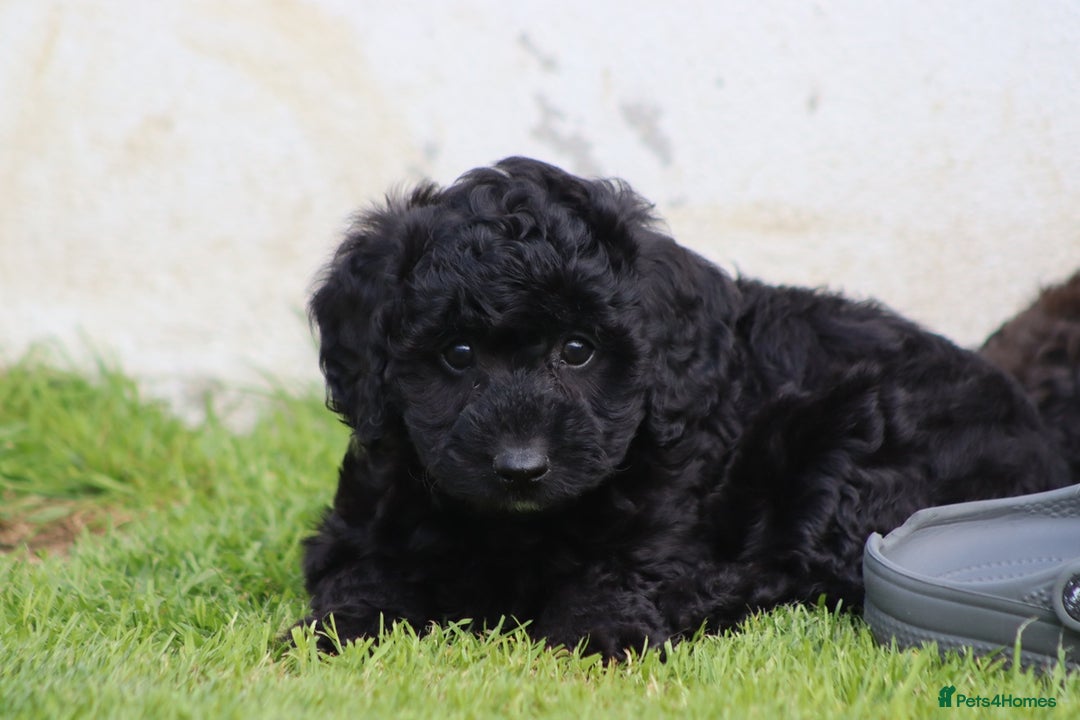 Cavapoochon dogs for sale: Beautiful Cavapoochon puppies for sale - Image 6