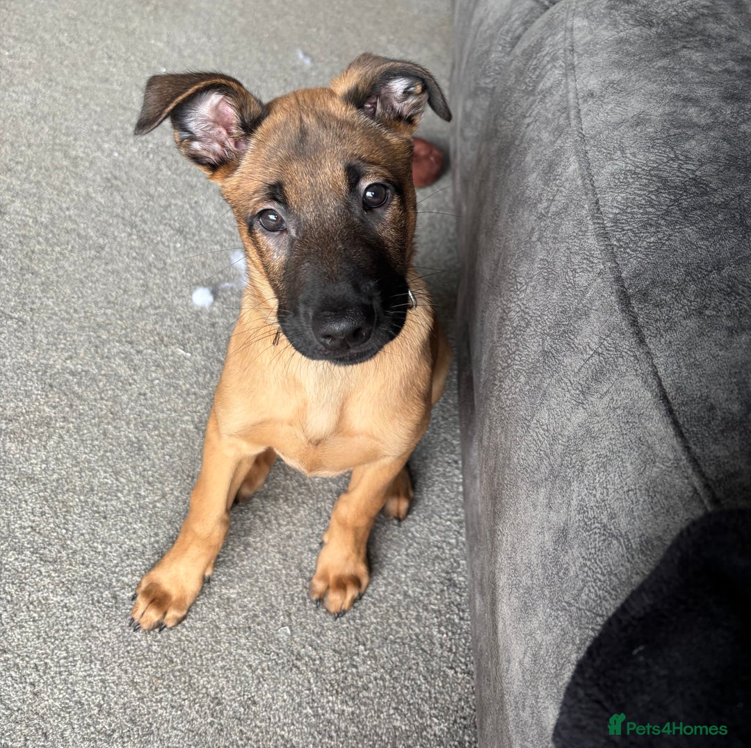 Belgian Shepherd Dog dogs for sale: Mallinois x Bullyhound Male - Advert 3