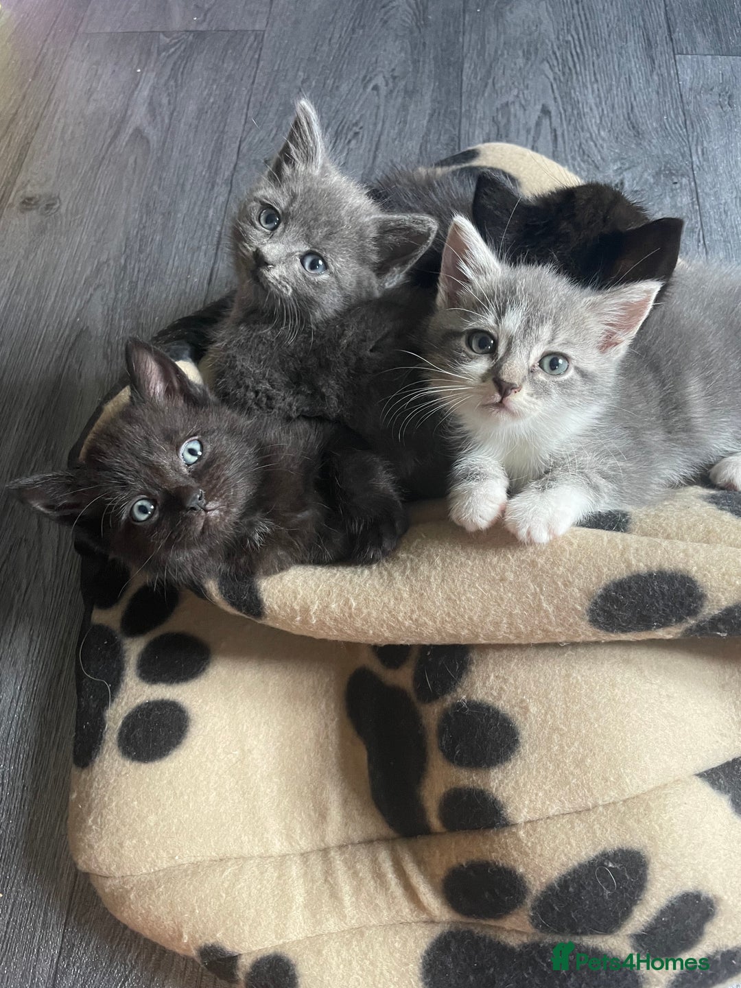Mixed Breed cats for sale: 1 male still available  in Witney - Image 1