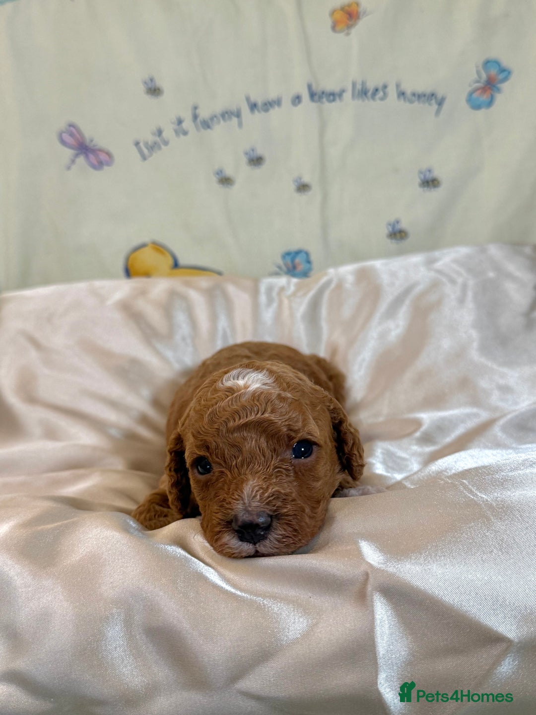 Cavapoo dogs for sale: 6 Cute Cavapoo puppies 6 - ready for homes in feb  - Advert 14