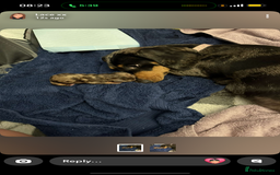 Dachshund dogs for sale: Sausage Dogs  - Image 5