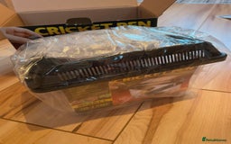 Bearded Dragon reptiles for sale: Sweetest Rankin Dragon needing a new home - Advert 7