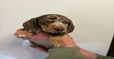 Miniature Dachshund dogs 🤩 3 Kc mini dachshund 🤩 - Advert 4