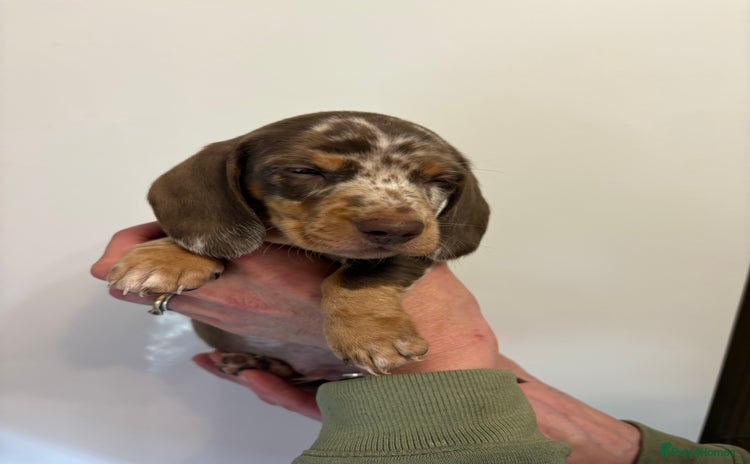 Miniature Dachshund dogs 🤩 4 Kc mini dachshund 🤩 - Advert 3