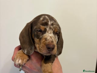 Miniature Dachshund dogs 🤩 4 Kc mini dachshund 🤩 - Advert 6