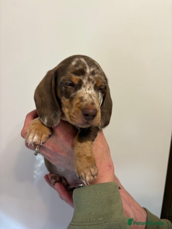 Miniature Dachshund dogs 🤩 4 Kc mini dachshund 🤩 - Advert 3
