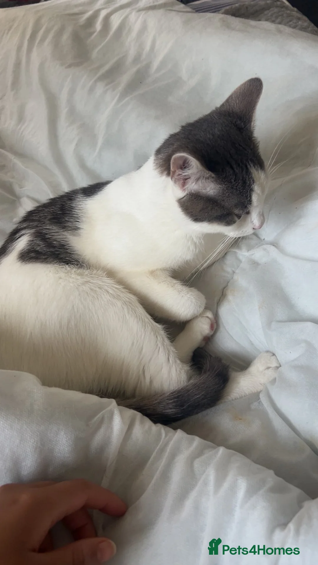 Mixed Breed cats for sale: Lucianio - Advert 2