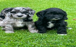 Cavapoo dogs for sale: Stunning Cavapoo puppies - Image 25