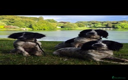English Springer Spaniel dogs for sale: Arwen the kc springer - Advert 4