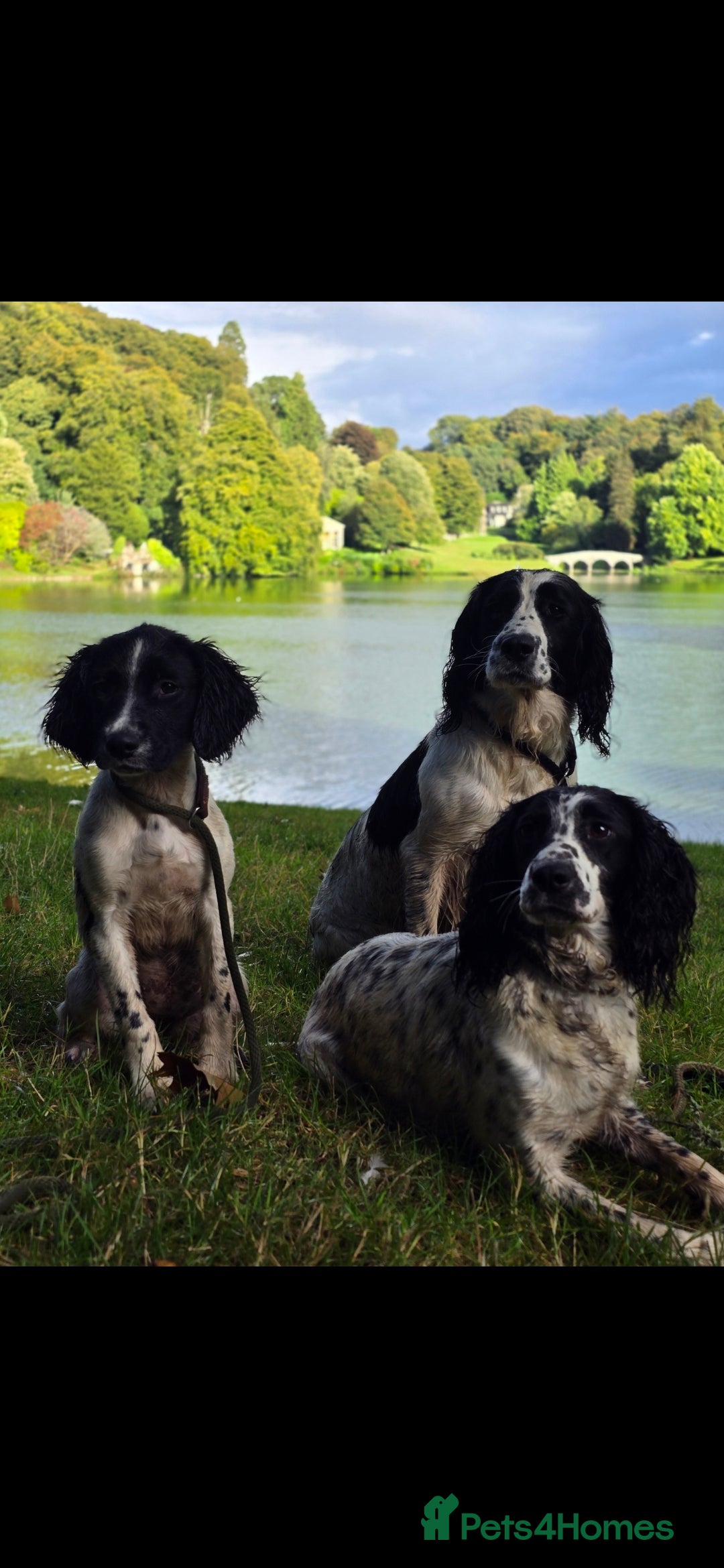 English Springer Spaniel dogs for sale: Arwen the kc springer - Advert 4