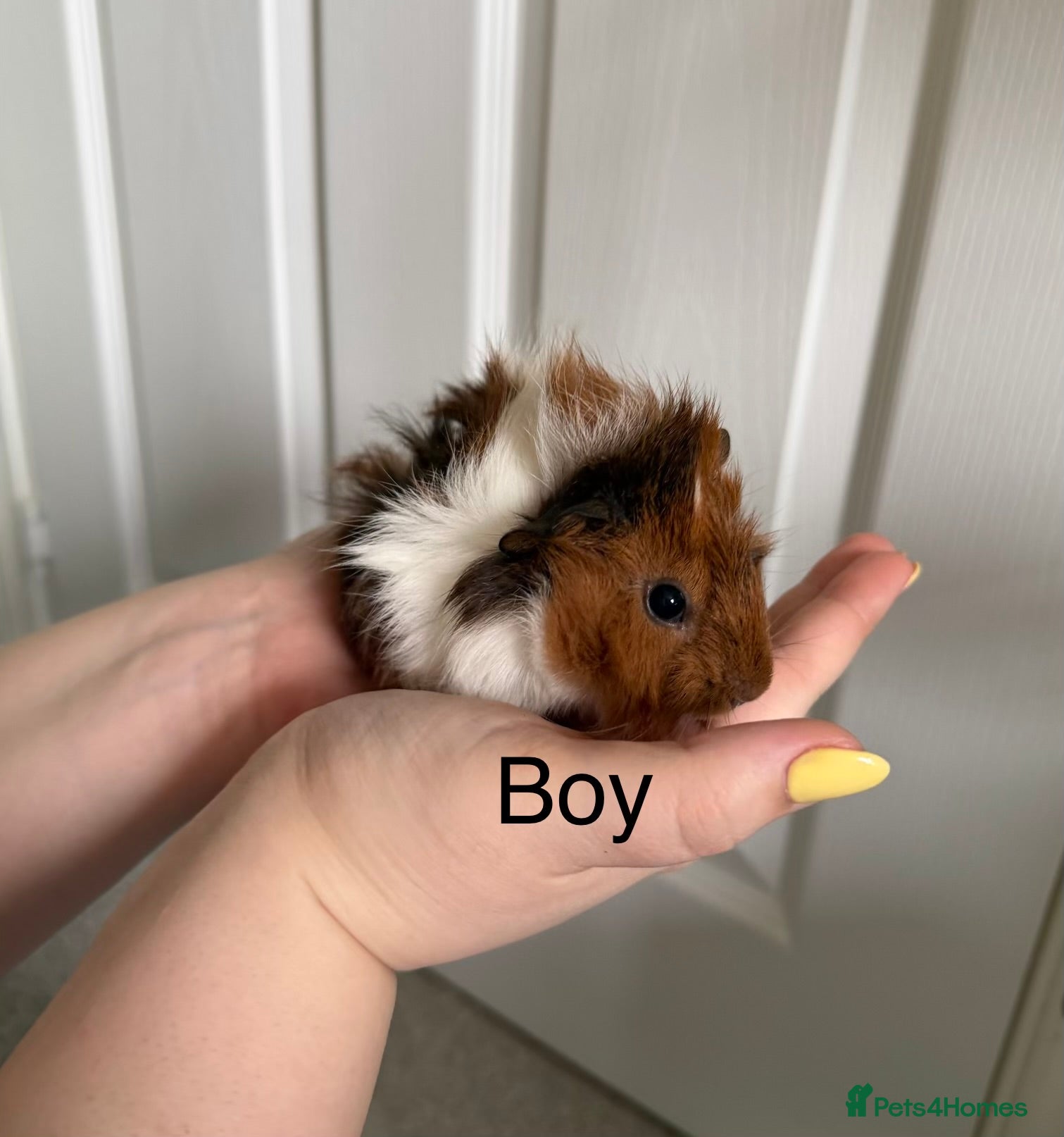 Guinea Pig rodents Baby Guinea Pigs, 3 Boars, 3 Sows - Advert 1