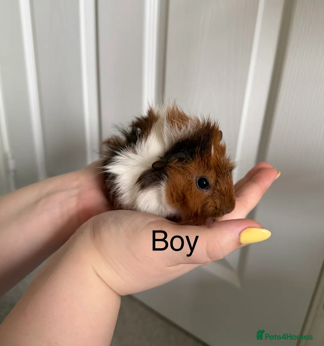 Guinea Pig rodents for sale: Baby Guinea Pigs, 3 Boars, 3 Sows - Advert 1