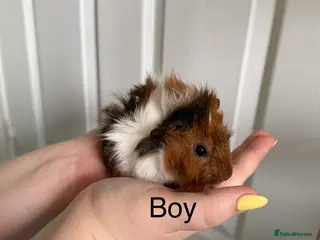 Guinea Pig rodents Baby Guinea Pigs, 3 Boars, 3 Sows - Advert 1