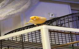 Canaries birds for sale: Yellow/Orange canary - Image 4