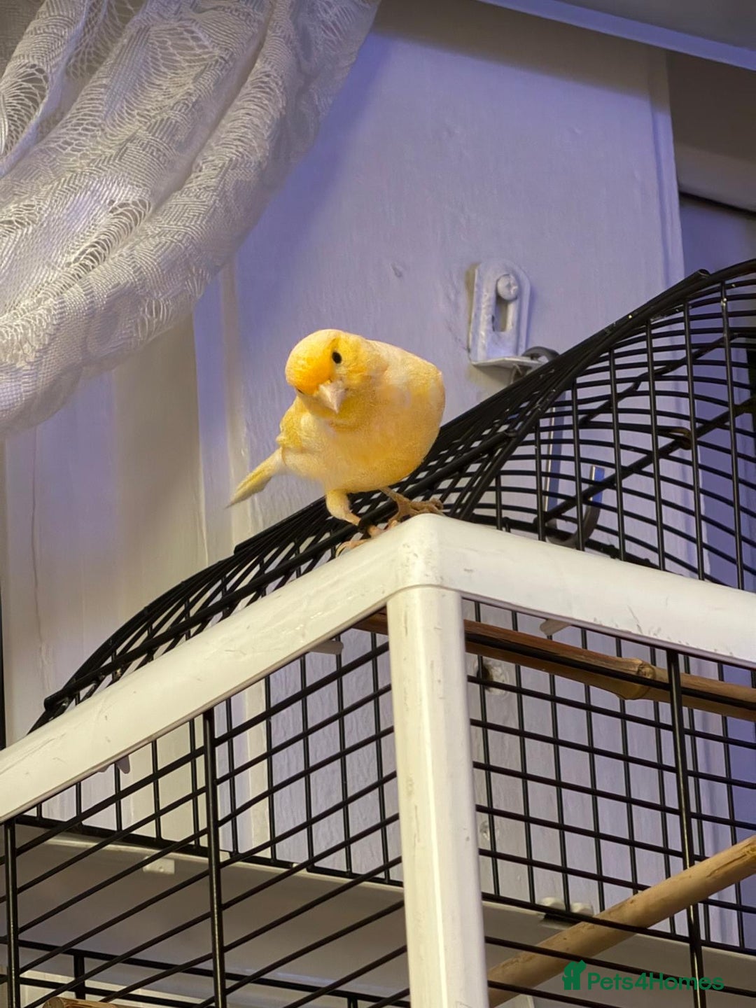 Canaries birds for sale: Yellow/Orange canary - Image 4
