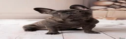 French Bulldog dogs for sale: 6 Adorable French Bulldog puppies - Advert 11
