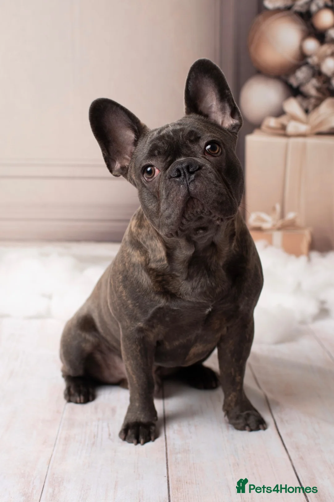 French Bulldog dogs for sale: 6 Adorable French Bulldog puppies - Advert 2