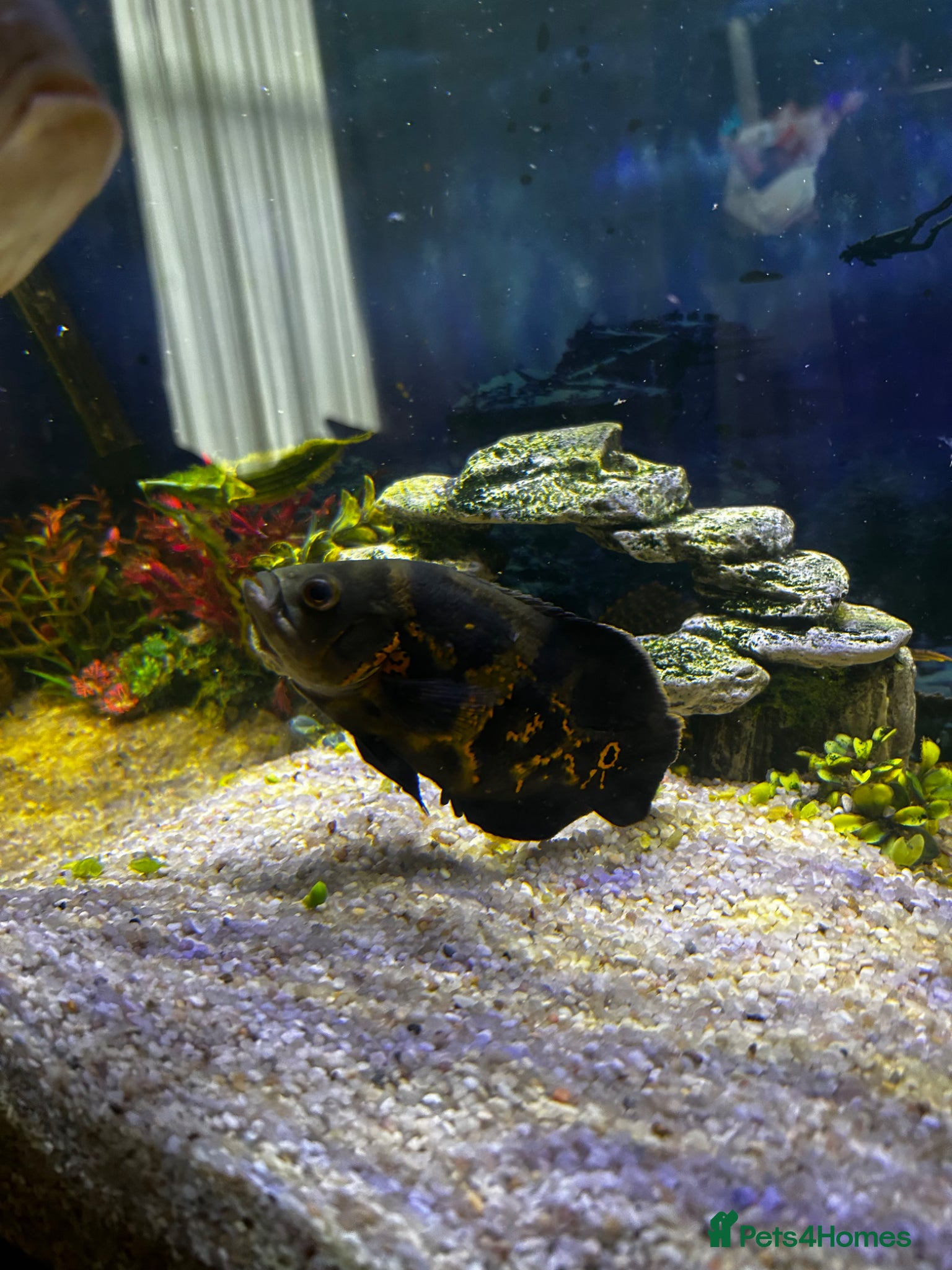 Cichlids fish Tropical fish for sale  - Advert 2