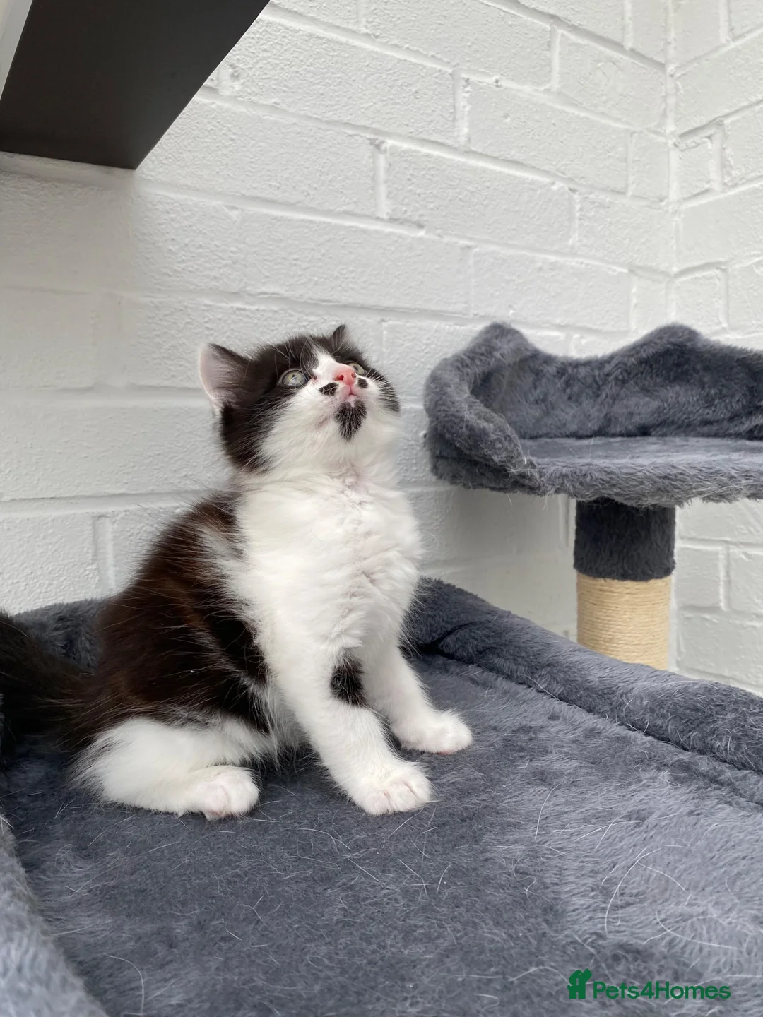Mixed Breed cats for sale: Kittens for sale  in Peterborough - Advert 2