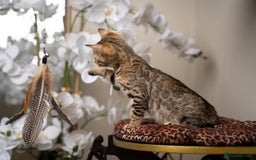 Bengal cats for sale: BABETTE-LAST available girl from the litter-TICA  - Image 26