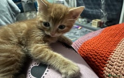 Domestic Shorthair cats for sale: Tabby kittens - Image 12