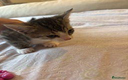 British Shorthair cats for sale: kittens  - Image 17