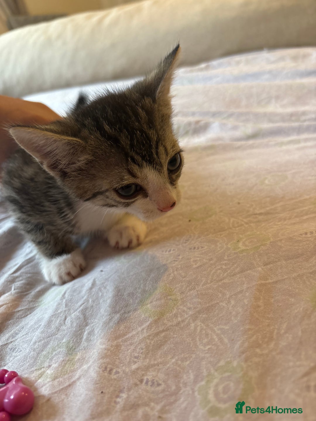 British Shorthair cats for sale: kittens  - Image 17