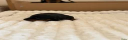 Miniature Dachshund dogs for sale: Black & tan miniature dachshund  in Mountain Ash - Advert 7