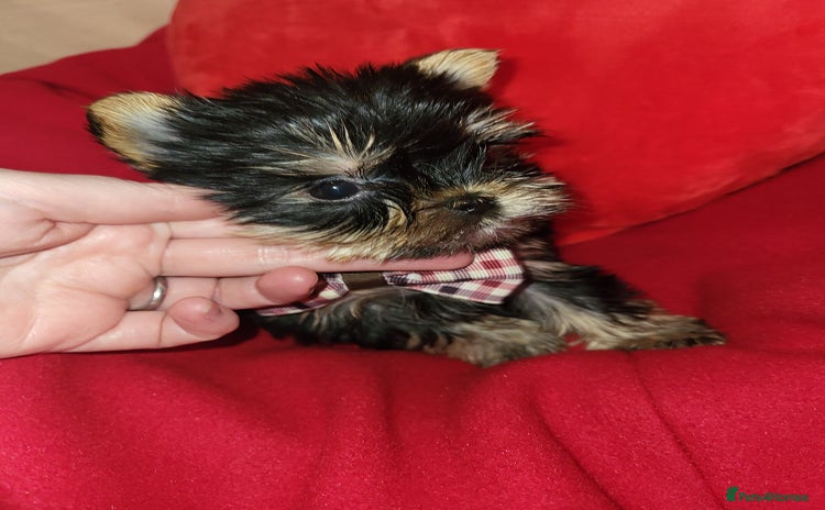 Yorkshire Terrier dogs - Advert 1