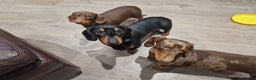 Miniature Dachshund dogs for stud: For stud!!KC registered Miniature dachshund  in Bristol - Advert 7