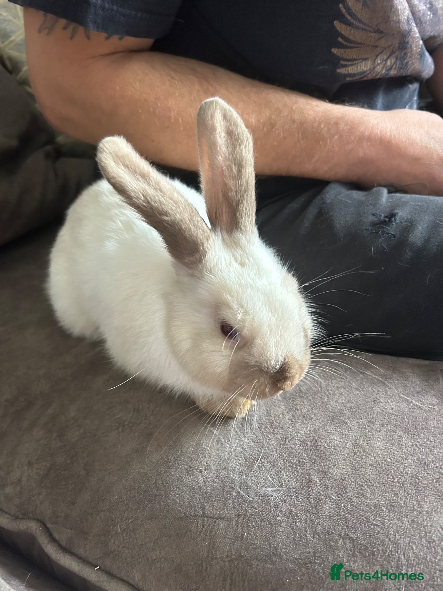 Mixed Breed rabbits Mixed breed baby rabbits - Advert 12