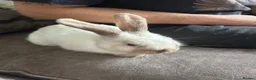 Mixed Breed rabbits for sale: Mixed breed baby rabbits - Advert 8