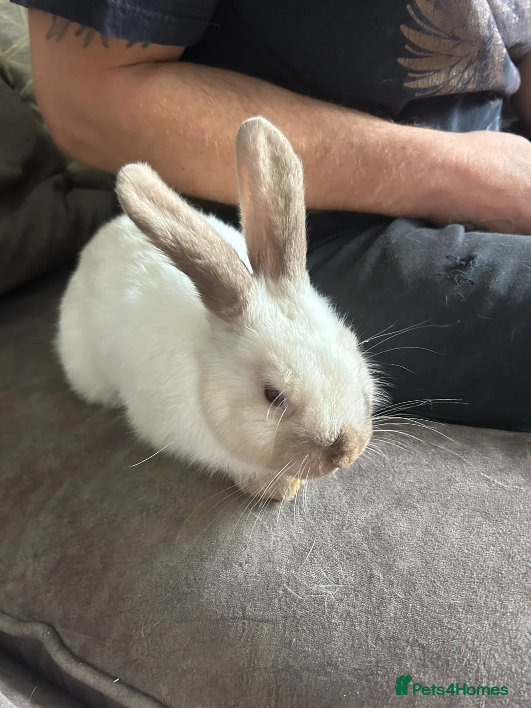 Mixed Breed rabbits for sale: Mixed breed baby rabbits - Advert 8