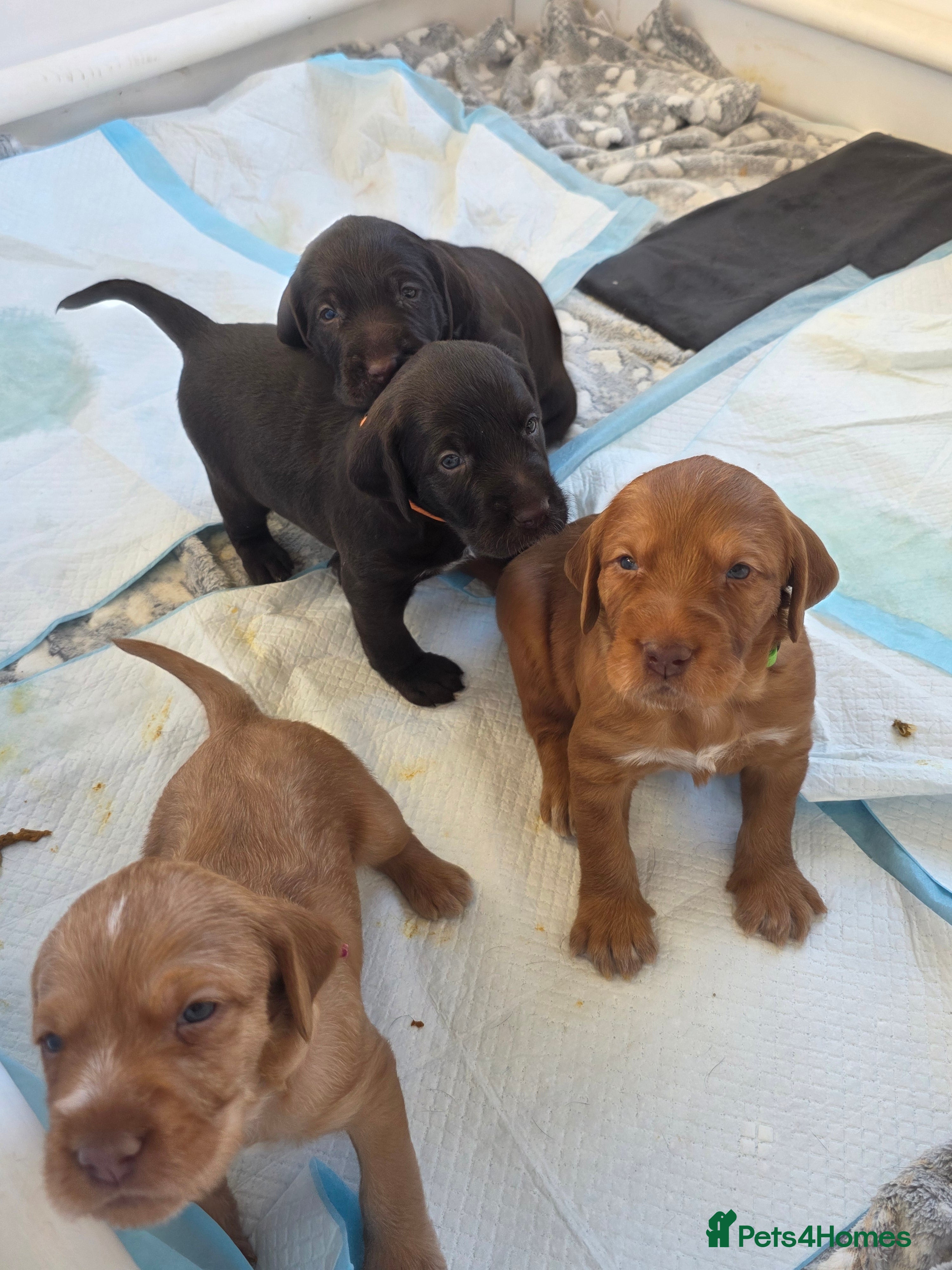 Mixed Breed dogs Wirehaired Pointer hybrid x Labrador puppies  - Advert 2