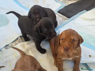Mixed Breed dogs Wirehaired Pointer hybrid x Labrador puppies - Advert 2