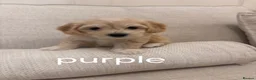 Maltipoo dogs for sale: 6 maltipoo champagne coloured puppies  - Advert 17