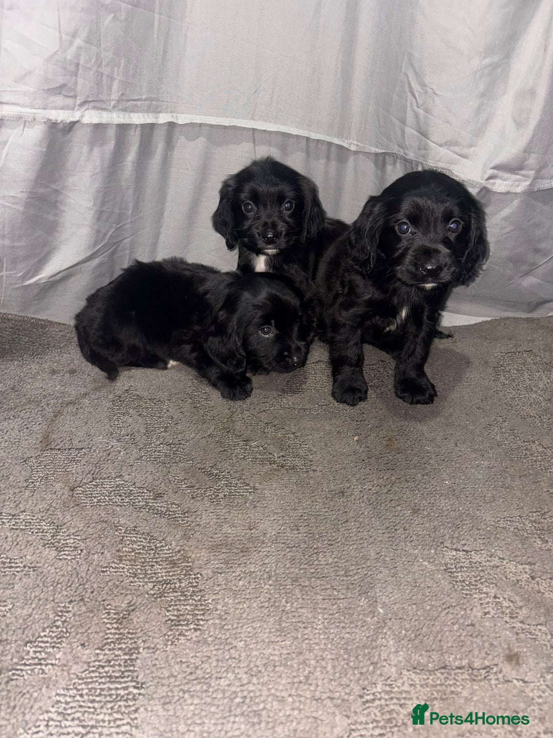 Cocker Spaniel dogs for sale: ADORABLE 🥰 SHOW TYPE COCKER SPAINEL PUPPIES 🐶  - Advert 5