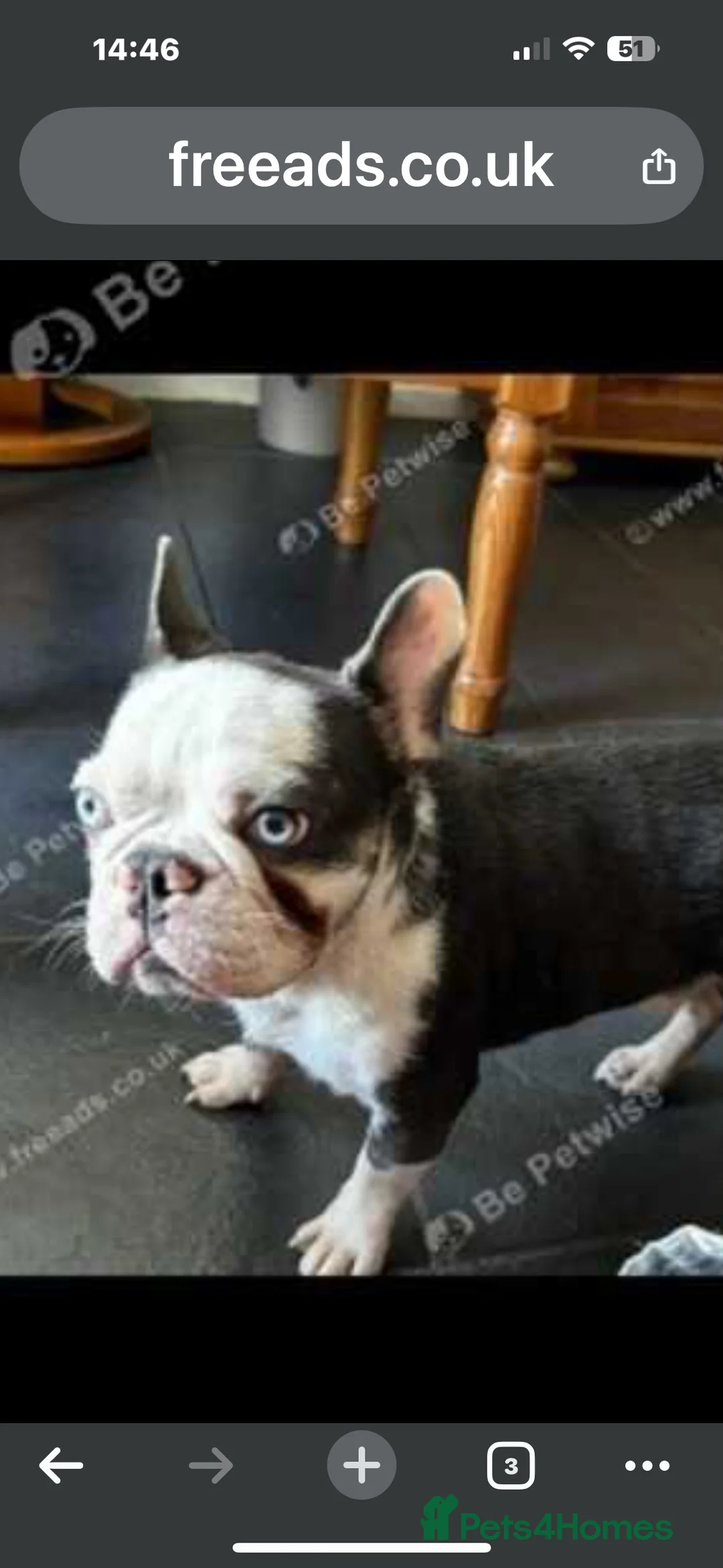 French Bulldog dogs for sale: RARE MINI FRENCH BULLDOG BLUE EYES  - Advert 4