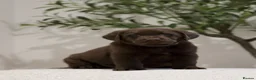 Labrador Retriever dogs for sale: Show Champion Lineage Chocolate Labrador Puppies - Advert 7