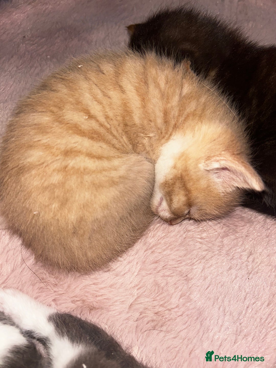 British Shorthair cats for sale: Four Adorable Kittens 🤍 - Advert 21