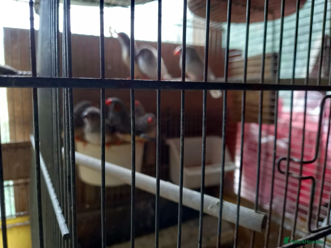Finches birds for sale: Zebra  finches  for sale - Advert 6